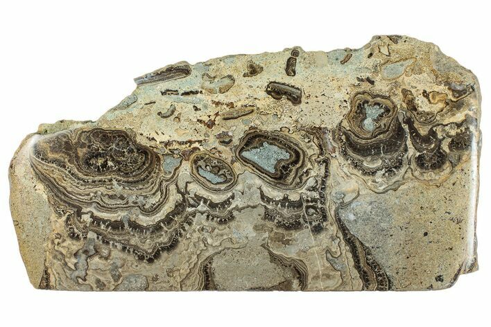 Devonian Stromatolite Slab - Orkney, Scotland #289665